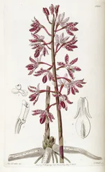 Dipodium punctatum